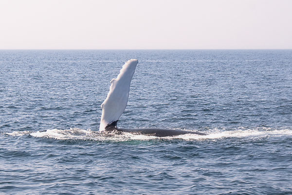 Balena Balena